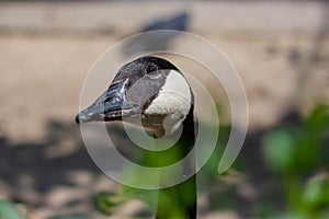 Photo of a head of a Canada goose  peeping out on the right side from behind green bushes on a blurry  background.. The weather is