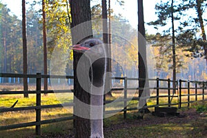 Photo of the head and neck of an ostrich against the background of blurred trees and a fence.