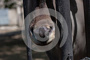 Photo of the head and nose of a antelope. Selective focus.  He is looking at the photographer. The weather is good sunny in a zoo