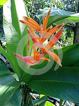 Photo of heliconia flower ornamental plants