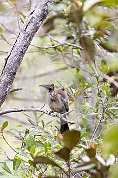 A photo of helmeted friarbird on tree