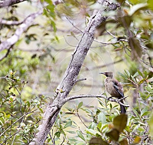 A photo of helmeted friarbird on tree