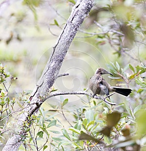 A photo of helmeted friarbird on tree