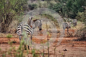 Photo of a herd of Zebras on a safari going through the woods and savannah in Tsavo National Park, Kenya. Red clay