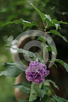 Purple Syrian Hibiscus flower - Rose of Sharon or mimo plant (Hibiscus syriacus) photo