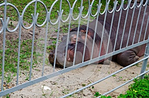 a photo of a hippo in a cage in a zoo that is entertaining visitors, a hippopotamus that looks benign and passive can be dangerous