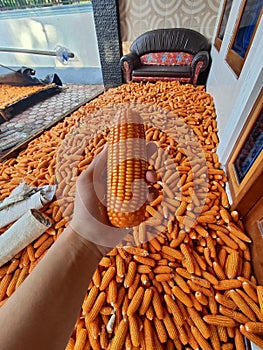 Photo of holding corn that has just been harvested in Talun Kulon village, Tulungagung City, East Java, Indonesia