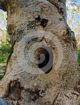 Photo of a hole in a large tree called Gamal in Indonesia