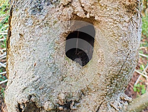 Photo of a hole in a wooden tree called Gamal