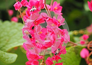 Photo of Honeybees and Pink Flowers