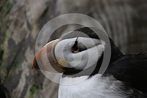 Horned Puffin in the Alaska Sealife Center