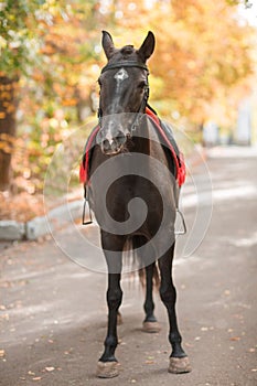 Photo of a horse against a background of autumn foliage.