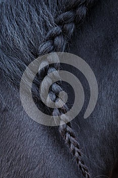 Photo of horse mane with pigtail