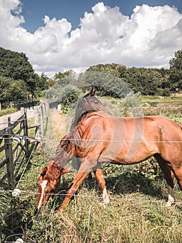 Photo of horses eating grass in field