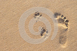 Human footprint beside dog footprint on the tropical beach