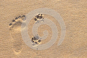 Human footprint beside dog footprint on the tropical beach