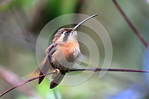 Photo of hummingbird Reddish Hermit perched on a branch with blurred background