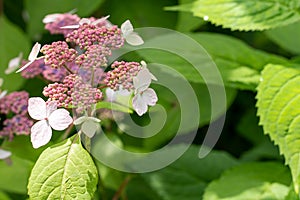 Photo of the hydrangea flowers and buds in close up