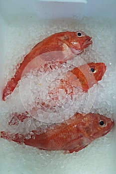 A Photo of Idiot Fish or Kinki at fish market photo