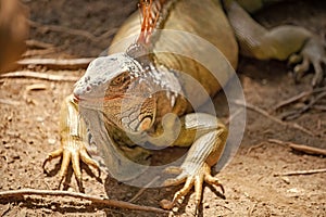photo of iguana lizard reptile, fauna. iguana lizard outdoor. iguana lizard outside.