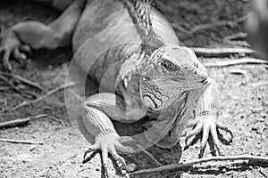 photo of iguana lizard reptile, fauna. iguana lizard outdoor. iguana lizard outside.