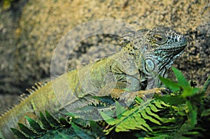 Photo of Iguana lizard sitting in a terrarium close-up in profile,photo portrait of an animal, a large herbivorous lizard of the