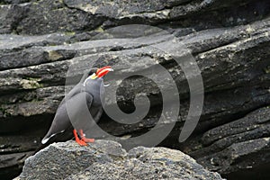 Photo of an inca tern lying on a rock and