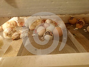 Photo of an incubator with eggs and a newborn chicken