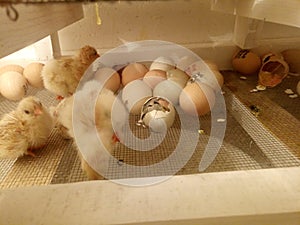 Photo of an incubator with eggs and a newborn chicken