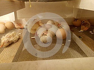 Photo of an incubator with eggs and a newborn chicken