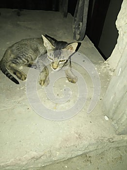 Photo of a Indian cat baby