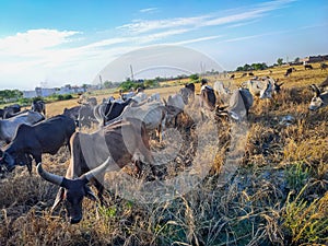 Photo of indian fields where a herd of cows are grazing grass