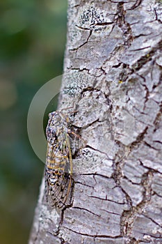 Photo of insect-cicada on old tree