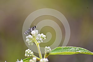 This is a photo of an insect on a flower. I took this photo in an area in Sumatra barat,ini adalah foto makro. photo