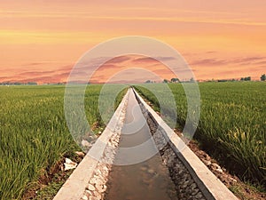 photo of the irrigation landscape that divides the rice fields in the afternoon