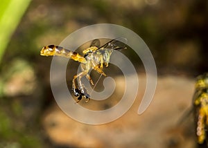 JataÃÂ­ bee flying macro photo - Bee Tetragonisca angustula