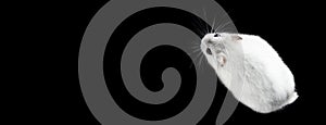 Photo of Jungar hamster on a black background