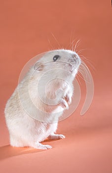 Photo Jungar hamster standing on hind legs