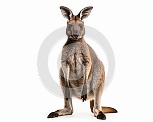 photo of kangaroo isolated on white background. Generative AI