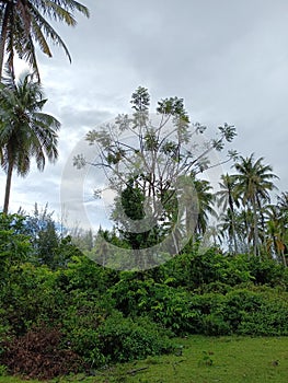 Photo of the Kedondong Pagar tree during an overcast day photo