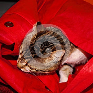 photo of a kitten sleeping in a red bag