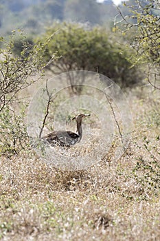 A photo of kori bustard bird