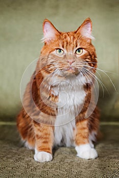 A photo of Kurilian bobtail cat