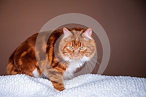 A photo of Kurilian bobtail cat