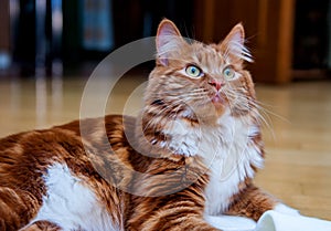 A photo of Kurilian bobtail cat