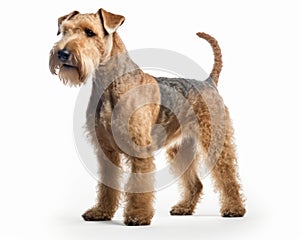 photo of Lakeland terrier isolated on white background. Generative AI