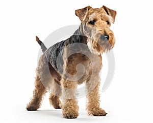 photo of Lakeland terrier isolated on white background. Generative AI