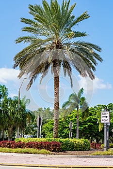 Photo of a landscaped traffic circle in Weston FL