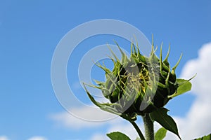 Photo of a large Bud of a sunflower flower in the field against the sky