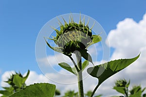 Photo of a large Bud of a sunflower flower in the field against the sky